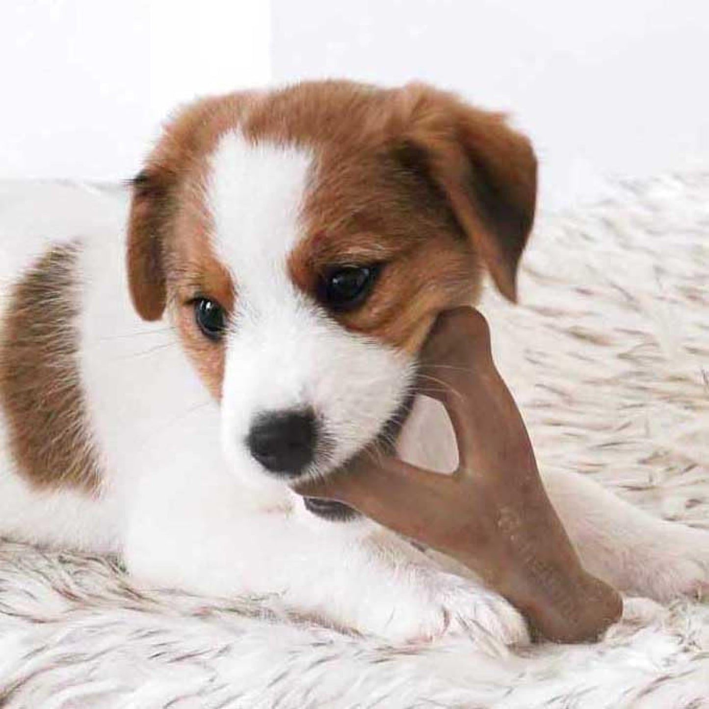 Benebone Medium 4-Pack Dog Chew Toys LukkyDeals