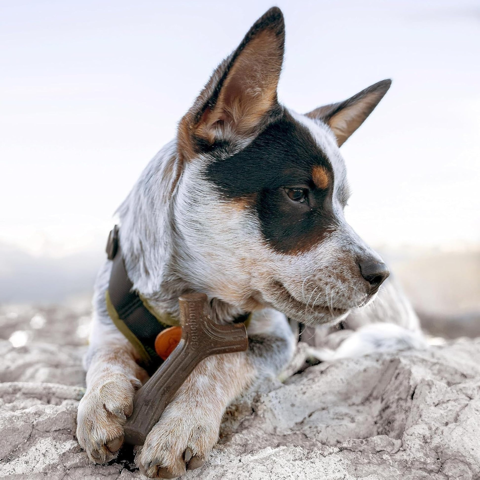 Benebone Medium 4-Pack Dog Chew Toys LukkyDeals