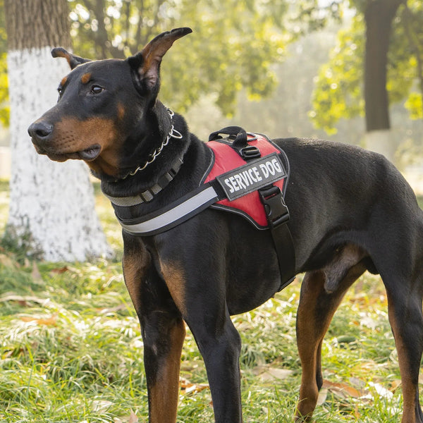 Pawsitive Adventure Dog Harness LukkyDeals