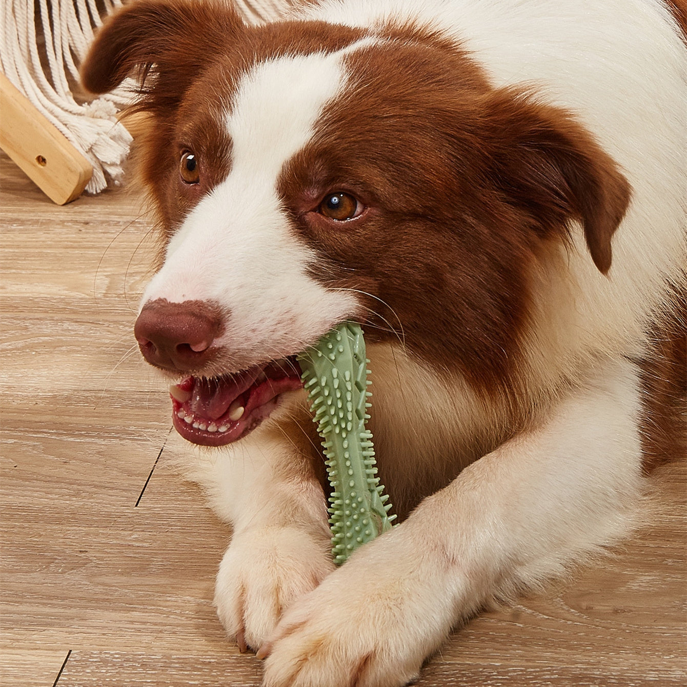 Top Benefits of Using LukkyDeals Chewing Dog Chew Toys for Your Pet's Dental Health