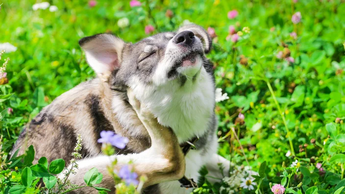 Allergic to Your Pet? Understanding Common Pet Allergies and Effective Treatments
