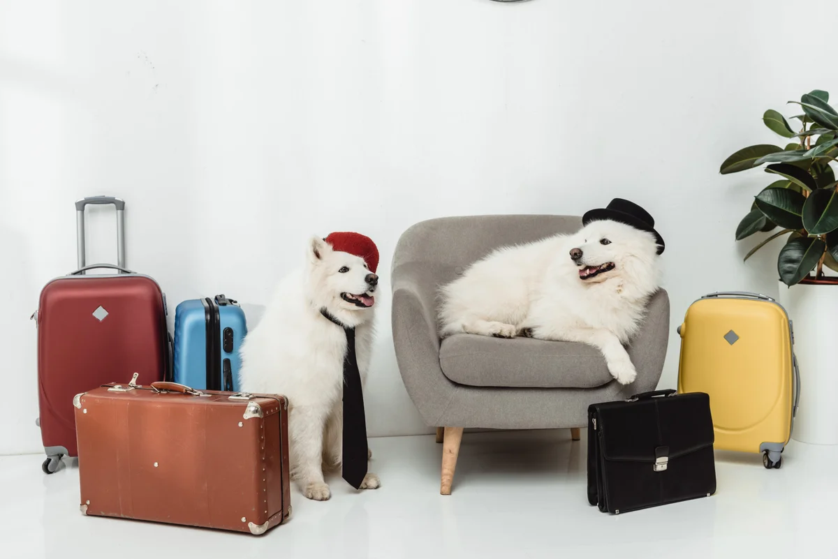 International Pet Travel: Regulations, Tips, and Pet-friendly Accommodations