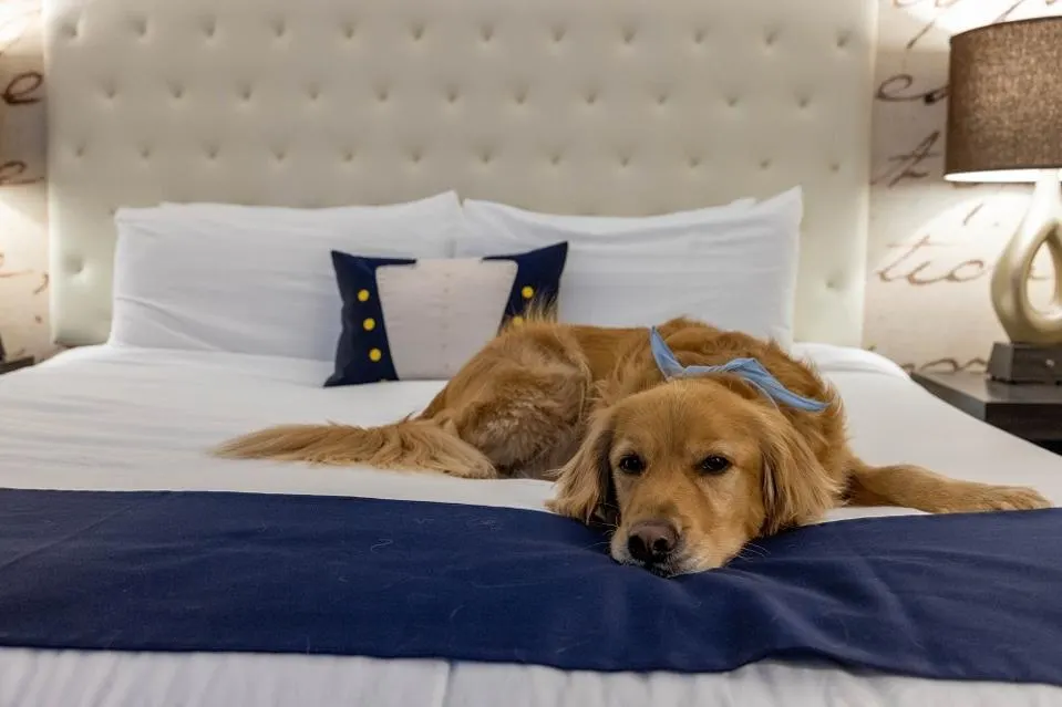Finding Pet-Friendly Accommodations: Where to Stay on Your Next Trip