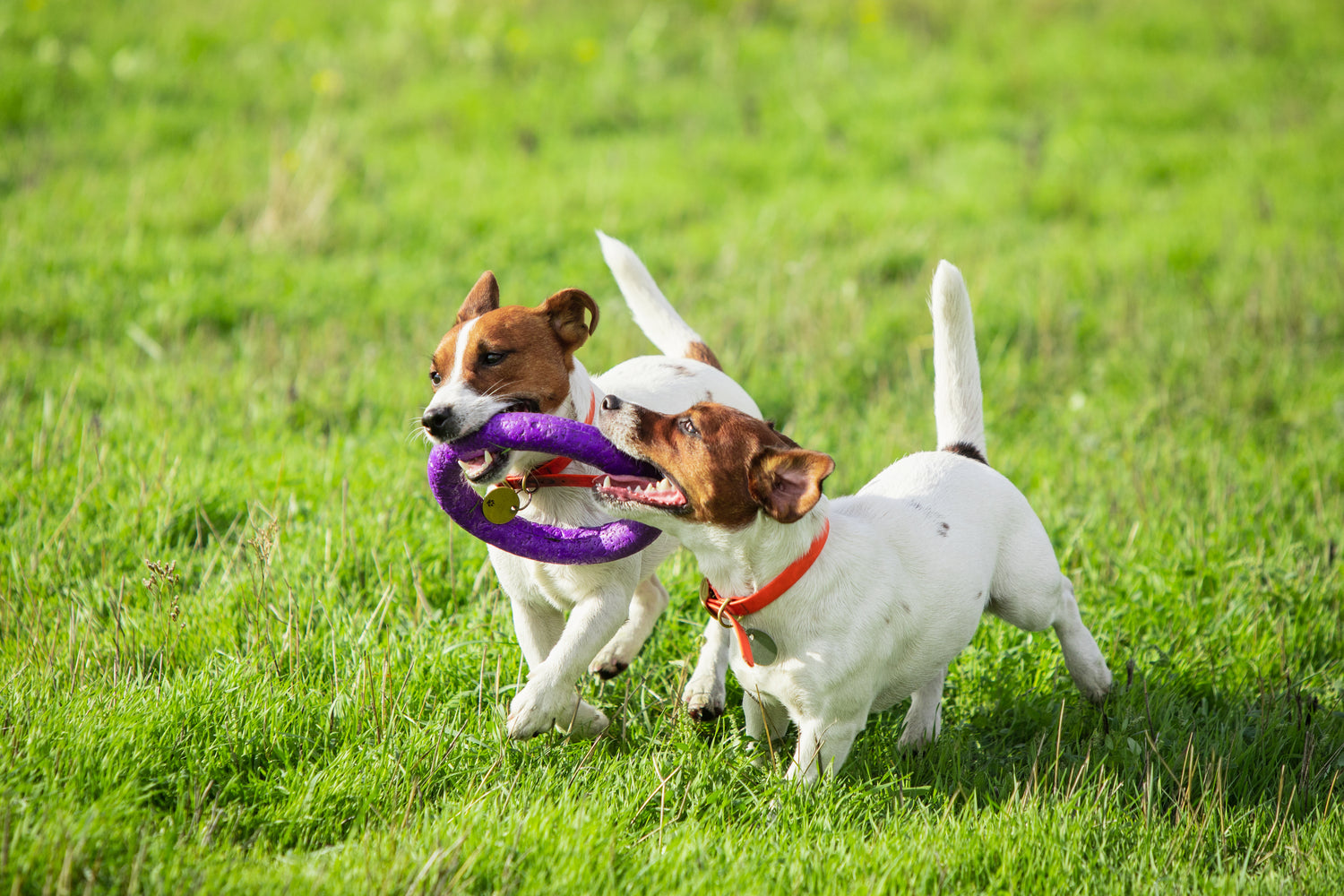 Tips for Celebrating Life with Your Dog