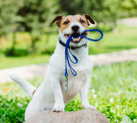 How-do-I-train-my-dog-to-be-off-leash LukkyDeals