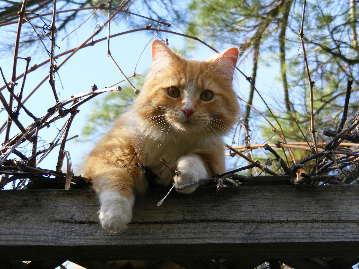 Cats