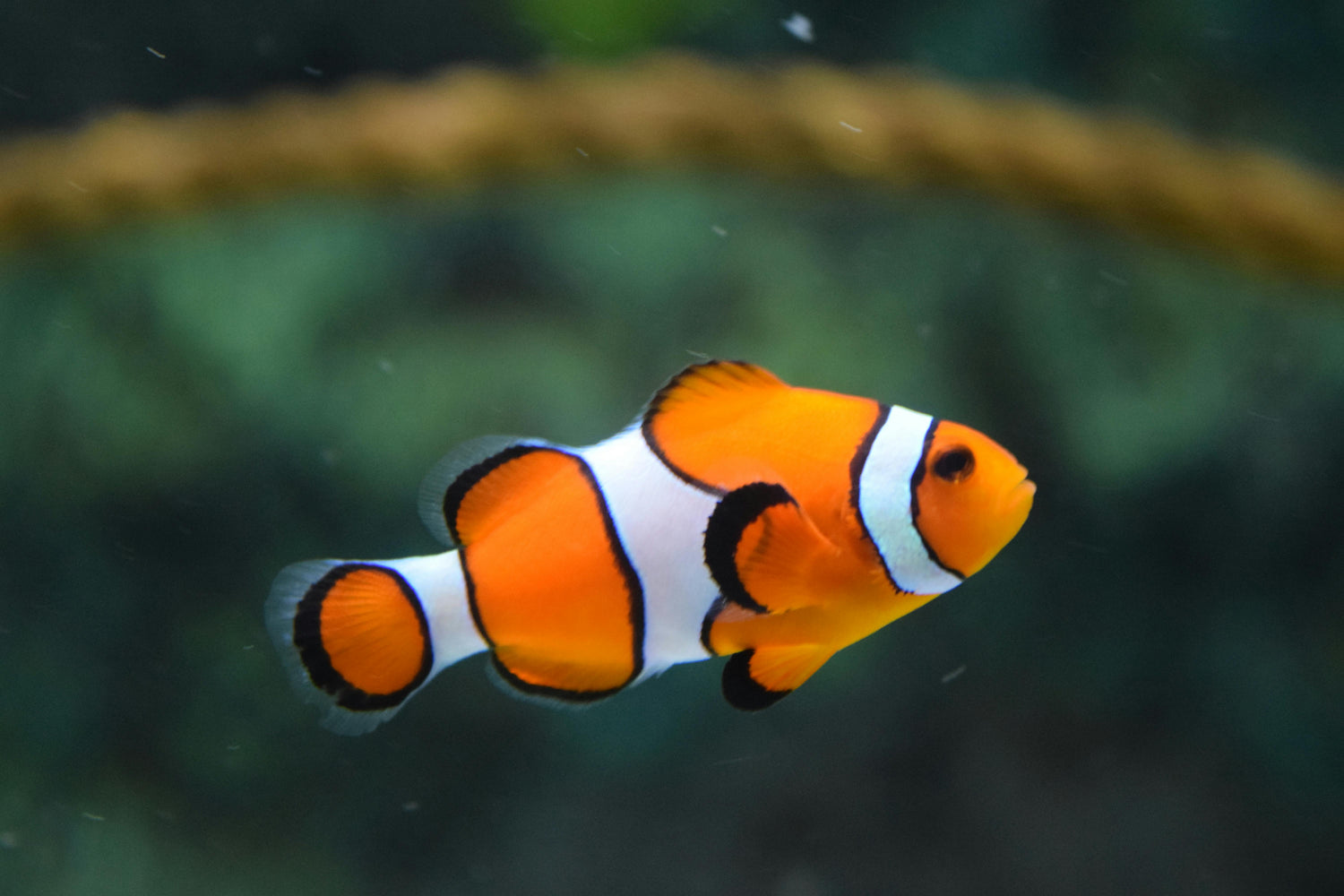 Fish & Aquatic Pets