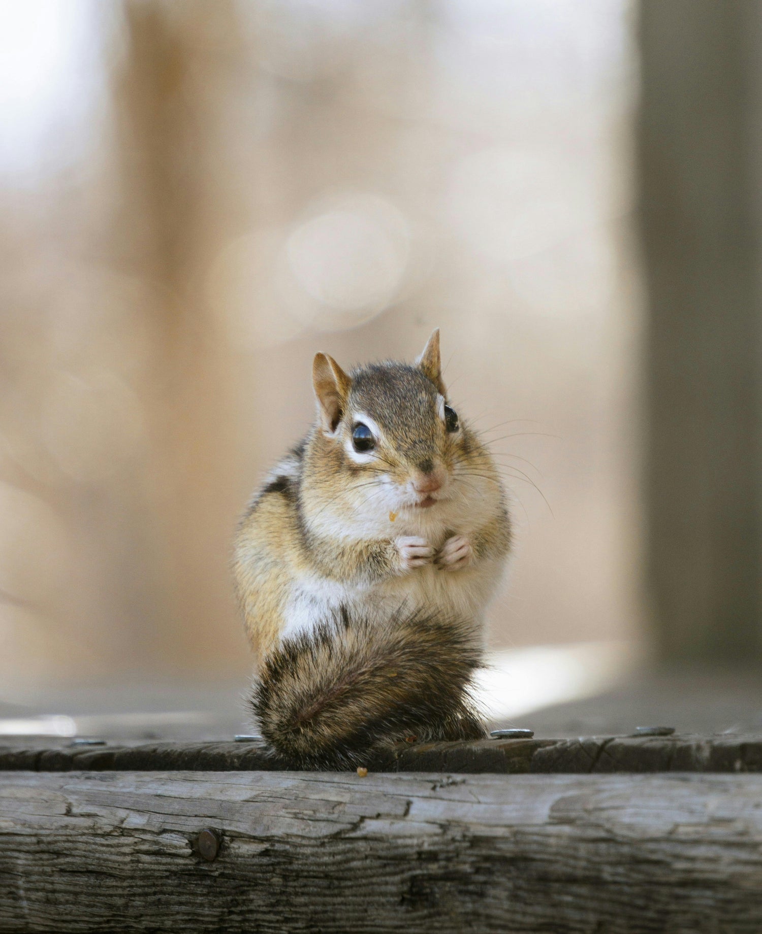 Small Animal Supplies