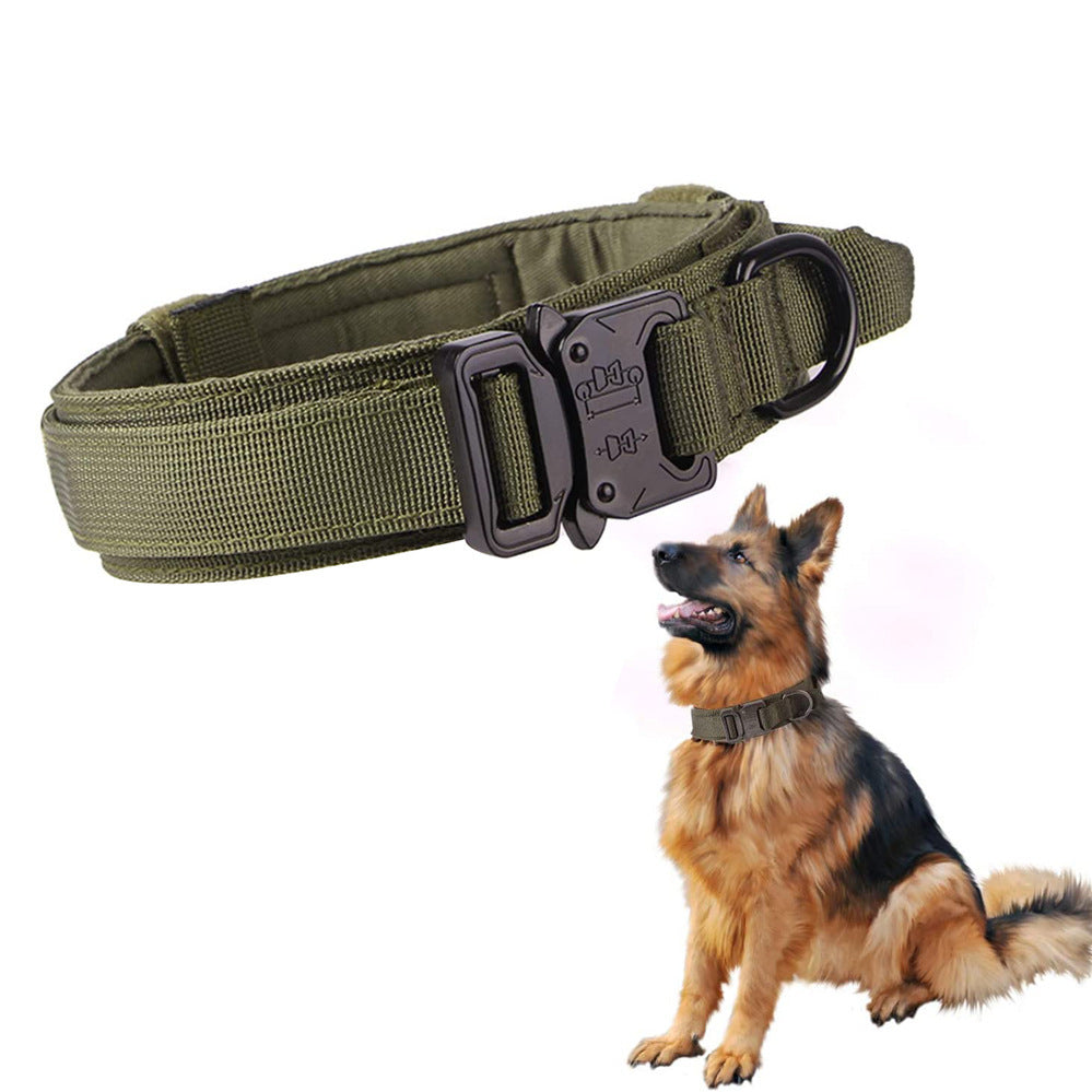 Dog wearing a military-style tactical collar with a sturdy metal buckle and convenient handle