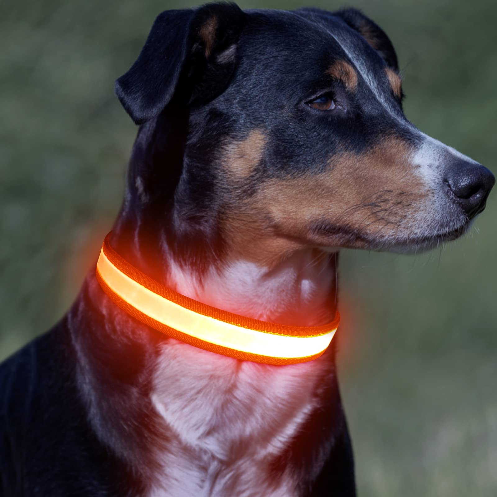 Vizpet LED Dog Collar, Light Up Dog Collar Adjustable USB Rechargeable Super Bright Safety Light Glowing Collars for Dogs(Medium,Green)