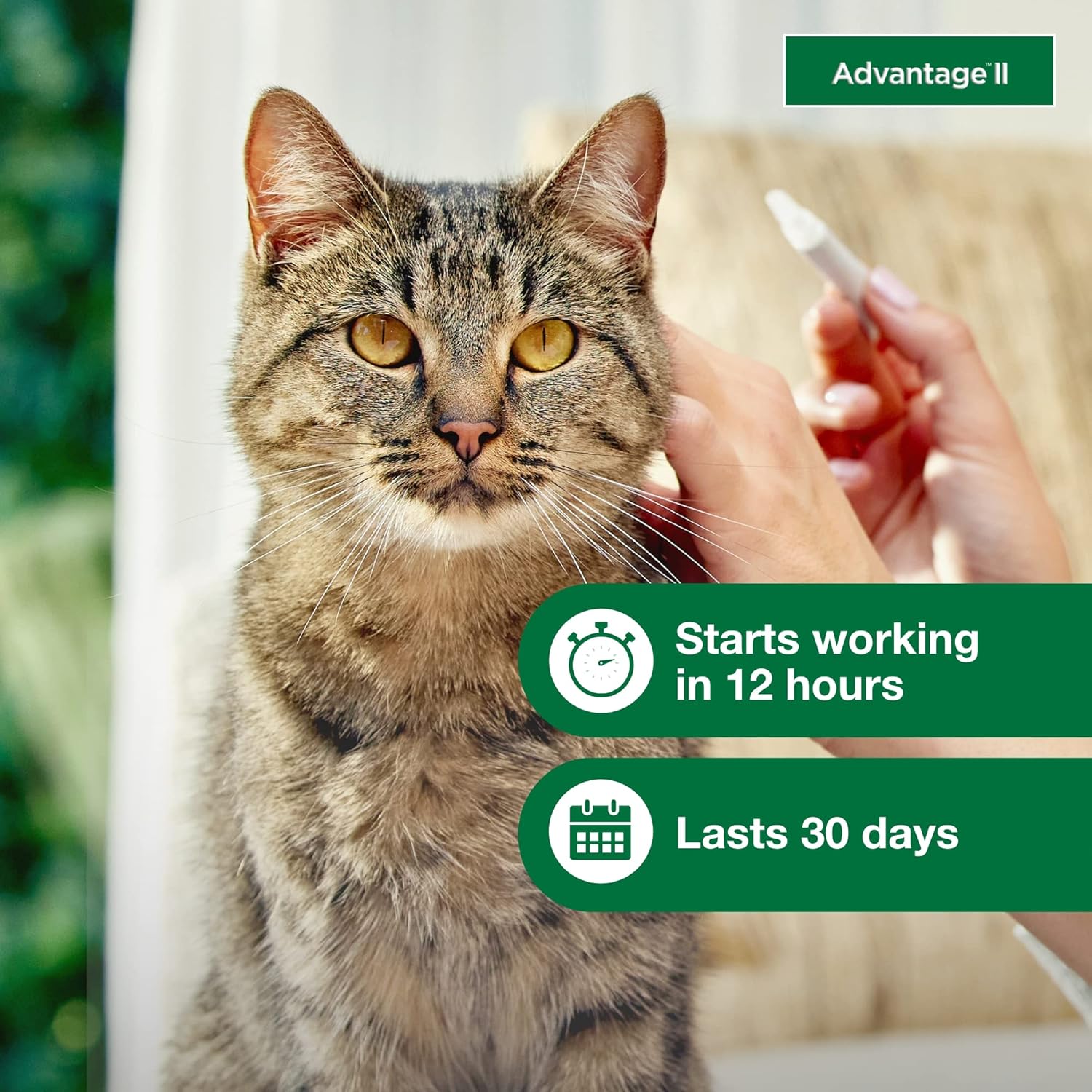 Advantage II Large Cat Vet-Recommended Flea Treatment & Prevention | Cats Over 9 lbs. | 6-Month Supply