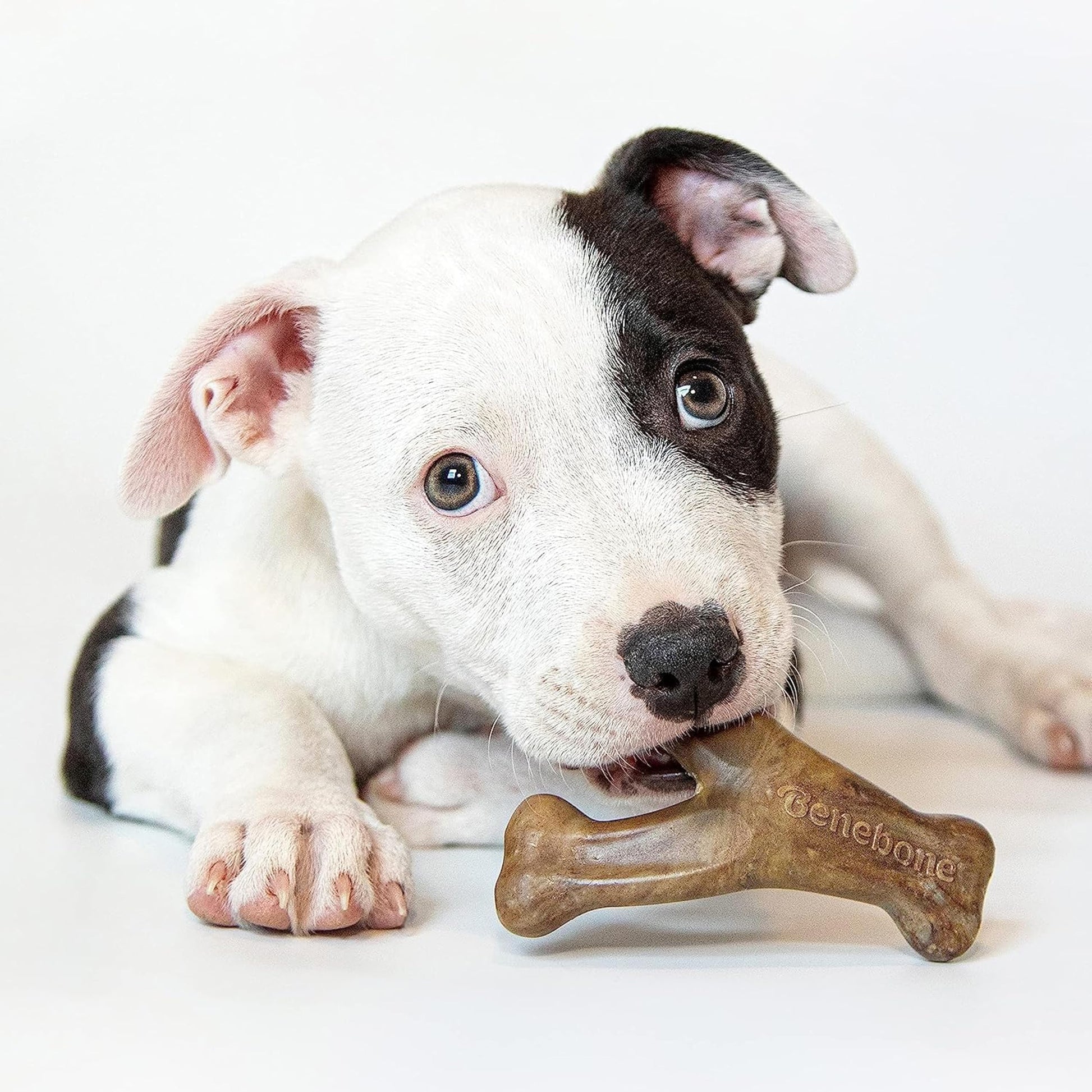 Benebone Medium 4-Pack Dog Chew Toys LukkyDeals