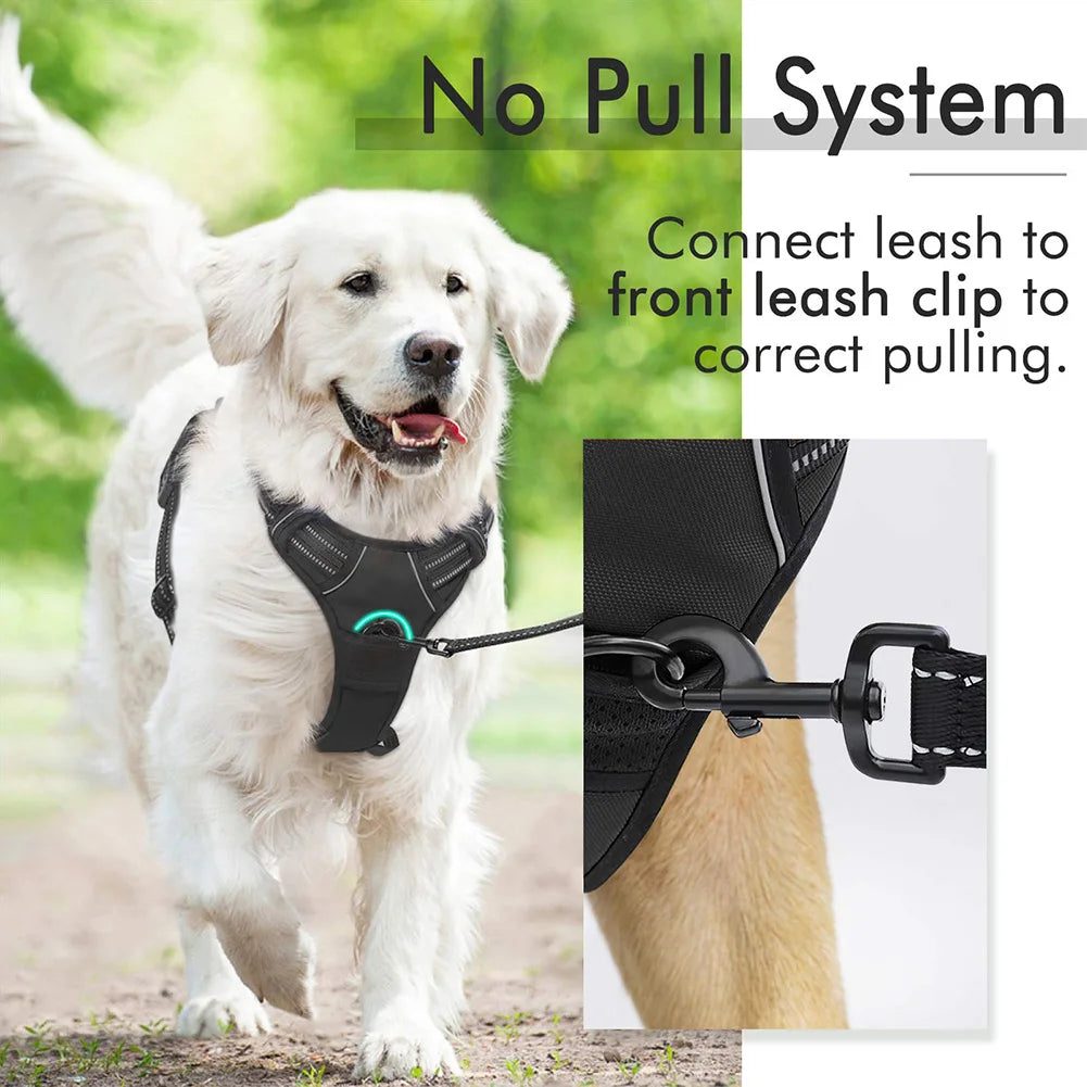 Dog wearing a no-pull harness while walking outdoors with owner.